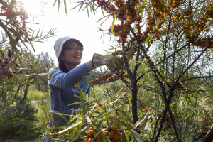 Picking sea-buckthrons