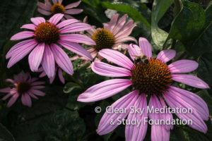 from the medicinal herb area of the Food Forest