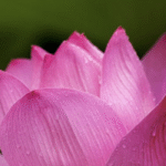 Breathing Meditation Retreat